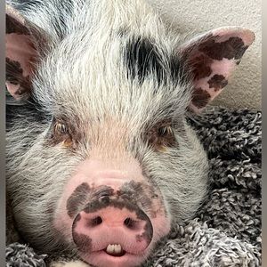 Meet your Posher, Joe